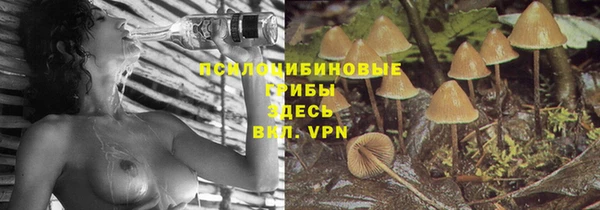 хмурый Осинники